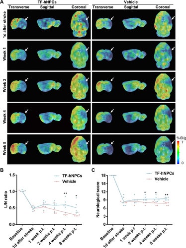 Coming soon? ‘Regenerative imaging’