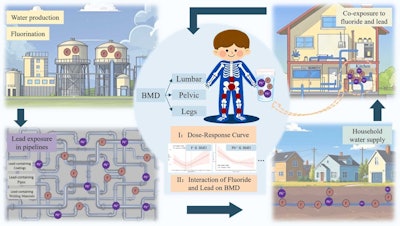 Combined fluoride and lead exposure reduces bone health in youth